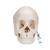 Cráneo desmontable 3B Scientific® - versión anatómica, en 22 partes - 3B Smart Anatomy, 1000068 [A290], Modelos de Cráneos Humanos (Small)