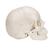 Cráneo desmontable 3B Scientific® - versión anatómica, en 22 partes - 3B Smart Anatomy, 1000068 [A290], Modelos de Cráneos Humanos (Small)