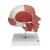Cráneo con músculos faciales - 3B Smart Anatomy, 1020181 [A300], Modelos de Cráneos Humanos (Small)