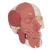Cráneo con músculos faciales - 3B Smart Anatomy, 1020181 [A300], Modelos de Cráneos Humanos (Small)