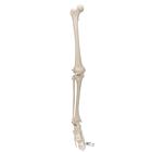 Esqueleto de pierna con pie - 3B Smart Anatomy, 1019359 [A35], Modelos de esqueleto de Pierna y Pie