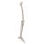 Esqueleto de pierna con pie - 3B Smart Anatomy, 1019359 [A35], Modelos de esqueleto de Pierna y Pie (Small)