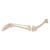 Esqueleto de pierna con pie - 3B Smart Anatomy, 1019359 [A35], Modelos de esqueleto de Pierna y Pie (Small)