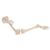 Esqueleto de una pierna con parte de hueso de la cadera - 3B Smart Anatomy, 1019366 [A36], Modelos de esqueleto de Pierna y Pie (Small)