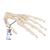 Esqueleto de la mano articulada en alambre - 3B Smart Anatomy, 1019367 [A40], Modelos de esqueleto de brazo y mano (Small)