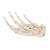 Esqueleto de la mano articulada en alambre - 3B Smart Anatomy, 1019367 [A40], Modelos de esqueleto de brazo y mano (Small)