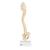 Columna vertebral pediátrica en calidad 3B BONElike - 3B Smart Anatomy, 1000118 [A52], Modelos de Columna vertebral (Small)