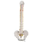 Columna flexible – versión clásica - 3B Smart Anatomy, 1000121 [A58/1], Modelos de Columna vertebral