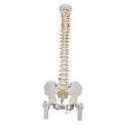 Columna flexible - versión clásica con cabezas de fémur - 3B Smart Anatomy, 1000122 [A58/2], Modelos de Columna vertebral