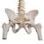 Columna flexible - versión clásica con cabezas de fémur - 3B Smart Anatomy, 1000122 [A58/2], Modelos de Columna vertebral (Small)