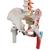 Columna flexible -versión clásica pintada con cabezas de fémur y demonstración de músculos - 3B Smart Anatomy, 1000123 [A58/3], Modelos de Columna vertebral (Small)