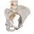 Columna flexible - versión clásica con pelvis femenino - 3B Smart Anatomy, 1000124 [A58/4], Modelos de Columna vertebral (Small)