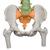 Columna didáctica flexible con cabezas de fémur - 3B Smart Anatomy, 1000129 [A58/9], Modelos de Columna vertebral (Small)