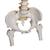 Columna flexible para uso intensivo, con cabezas de fémur - 3B Smart Anatomy, 1000131 [A59/2], Modelos de Columna vertebral (Small)