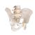 Esqueleto de la pelvis, masculino - 3B Smart Anatomy, 1000133 [A60], Modelos de Pelvis y Genitales (Small)