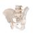 Esqueleto de la pelvis, masculino - 3B Smart Anatomy, 1000133 [A60], Modelos de Pelvis y Genitales (Small)