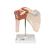 Modelo funcional de la articulación del hombro de lujo - 3B Smart Anatomy, 1000160 [A80/1], Modelos de Articulaciones (Small)