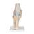 Modelo de la articulación de la rodilla, dividido en 3 partes - 3B Smart Anatomy, 1000180 [A89], Modelos de Articulaciones (Small)