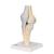 Modelo de la articulación de la rodilla, dividido en 3 partes - 3B Smart Anatomy, 1000180 [A89], Modelos de Articulaciones (Small)
