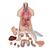 Torso clásico asexuado, 16 partes - 3B Smart Anatomy, 1000188 [B11], Modelos de Torsos Humanos (Small)
