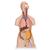 Torso clásico con espalda abierta, 18 partes - 3B Smart Anatomy, 1000193 [B19], Modelos de Torsos Humanos (Small)