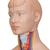 Mini-Torso, 12 partes - 3B Smart Anatomy, 1000195 [B22], Modelos de Torsos Humanos (Small)