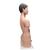Torsos bisexuado japoneses, 18 partes - 3B Smart Anatomy, 1000199 [B32/4], Modelos de Torsos Humanos (Small)
