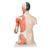 Torso de lujo y brazo con músculos, 33 partes - 3B Smart Anatomy, 1000204 [B41], Modelos de Torsos Humanos (Small)