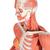 Figura Femenina con Músculos, desmontable en 23 piezas - 3B Smart Anatomy, 1013882 [B51], Modelos de Musculatura (Small)