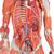Figura Femenina con Músculos, desmontable en 23 piezas - 3B Smart Anatomy, 1013882 [B51], Modelos de Musculatura (Small)