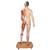 Figura corporal completa asiática de doble sexo, 39 partes - 3B Smart Anatomy, 1000208 [B52], Modelos de Musculatura (Small)