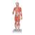 Figura Femenina Completa con Músculos, desmontable en 21 piezas - 3B Smart Anatomy, 1019232 [B56], Modelos de Musculatura (Small)