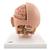 Modelo de la cabeza, 6 piezas - 3B Smart Anatomy, 1000217 [C09/1], Modelos de Cabeza (Small)