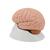 Encéfalo clásico, desmontable en 4 piezas - 3B Smart Anatomy, 1000224 [C16], Modelos de Cerebro (Small)