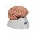 Encéfalo clásico, 5 partes - 3B Smart Anatomy, 1000226 [C18], Modelos de Cerebro (Small)
