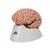 Encéfalo clásico, 5 partes - 3B Smart Anatomy, 1000226 [C18], Modelos de Cerebro (Small)