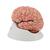Cerebro de Lujo con Arterias, desmontable en 9 piezas - 3B Smart Anatomy, 1017868 [C20], Modelos de Cerebro (Small)