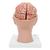 Encéfalo de lujo con arterias en la base de la cabeza, desmontable en 8 piezas - 3B Smart Anatomy, 1017869 [C25], Modelos de Cerebro (Small)
