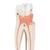 Molar superior con 3 raíces - 3B Smart Anatomy, 1017580 [D10/5], Modelos dentales (Small)