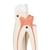 Molar superior con 3 raíces - 3B Smart Anatomy, 1017580 [D10/5], Modelos dentales (Small)