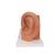 Oído, 3 veces su tamaño natural, 4 piezas - 3B Smart Anatomy, 1000250 [E10], Modelos de Oído, Laringe y Nariz (Small)