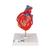 Corazón clásico con bypass, de 2 piezas - 3B Smart Anatomy, 1017837 [G05], Educación sobre salud y fitness cardiacos (Small)