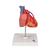 Corazón clásico con bypass, de 2 piezas - 3B Smart Anatomy, 1017837 [G05], Educación sobre salud y fitness cardiacos (Small)