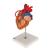 Corazón con bypass, 2 veces el tamaño natural, de 4 piezas - 3B Smart Anatomy, 1000263 [G06], Modelos de Corazón (Small)