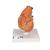 Corazón clásico con timo, de 3 piezas - 3B Smart Anatomy, 1000265 [G08/1], Modelos de Corazón (Small)