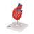 Corazones clásicos, en 2 piezas - 3B Smart Anatomy, 1017800 [G08], Educación sobre salud y fitness cardiacos (Small)