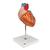 Corazón, 2 veces su tamaño natural, de 4 piezas - 3B Smart Anatomy, 1000268 [G12], Educación sobre salud y fitness cardiacos (Small)