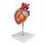 Corazón, 2 veces su tamaño natural, de 4 piezas - 3B Smart Anatomy, 1000268 [G12], Modelos de Corazón (Small)