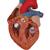Corazón, 2 veces su tamaño natural, de 4 piezas - 3B Smart Anatomy, 1000268 [G12], Modelos de Corazón (Small)