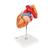 Corazón con esófago y tráquea, 2 veces su tamaño natural, de 5 piezas - 3B Smart Anatomy, 1000269 [G13], Modelos de Corazón (Small)